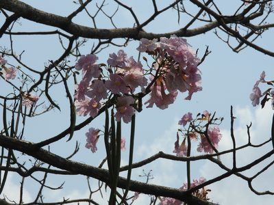 Tabebuia rosea, photographed by Victor De la Cruz