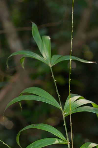Calamus tetradactylus, photographed by portioid