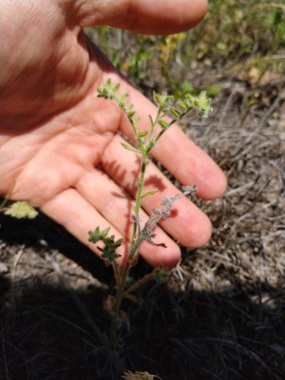 Cryptantha texana, photographed by Cleveland Powell