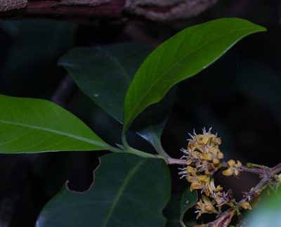 Diplospora dubia, photographed by portioid