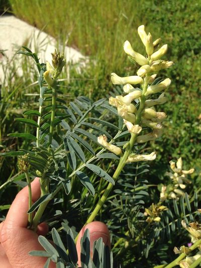 Astragalus asymmetricus, photographed by Ken-ichi Ueda