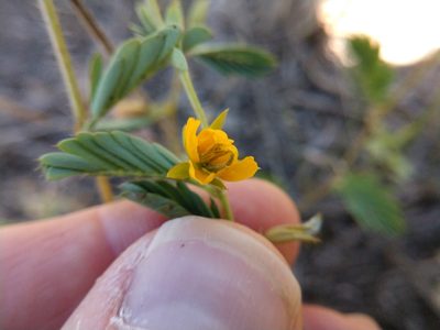 Chamaecrista calycioides, photographed by Cleveland Powell