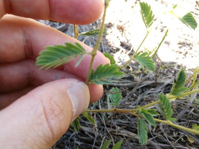 Chamaecrista calycioides, photographed by Cleveland Powell