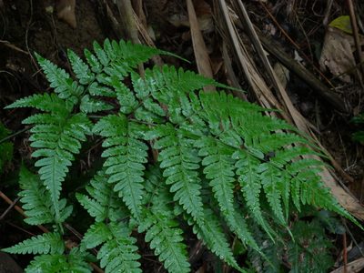 Dryopteris sparsa, photographed by Jacy Chen