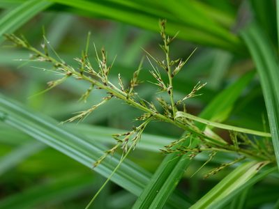 Scleria terrestris, photographed by Jacy Chen