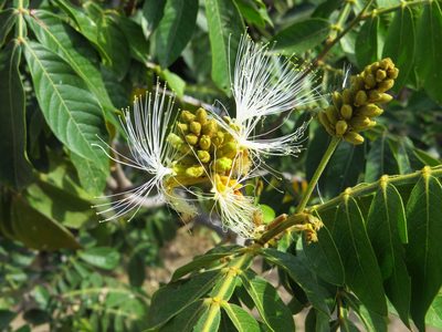 Inga uraguensis, photographed by Leonel Roget