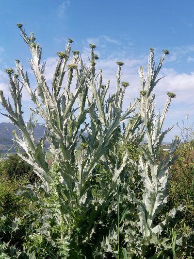 Onopordum macracanthum, photographed by Karim Haddad