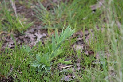 Linaria grandiflora, photographed by Gabbie Byers