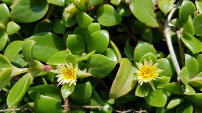 Delosperma tradescantioides, photographed by Suvarna Parbhoo Mohan