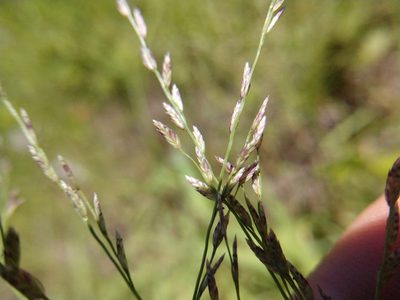 Eragrostis curtipedicellata, photographed by Cleveland Powell