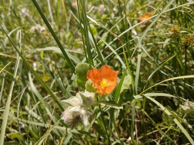 Sphaeralcea lindheimeri, photographed by Cleveland Powell