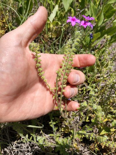 Cryptantha texana, photographed by Cleveland Powell