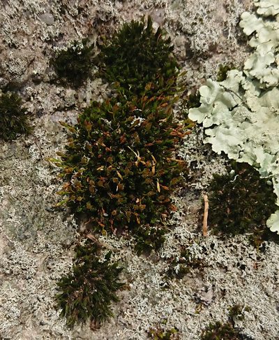 Ulota hutchinsiae, photographed by Nick Block