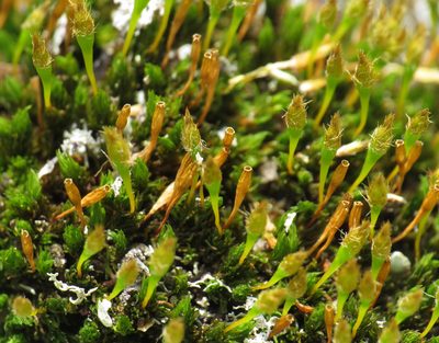 Ulota hutchinsiae, photographed by Nick Block