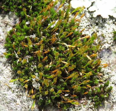 Ulota hutchinsiae, photographed by Nick Block