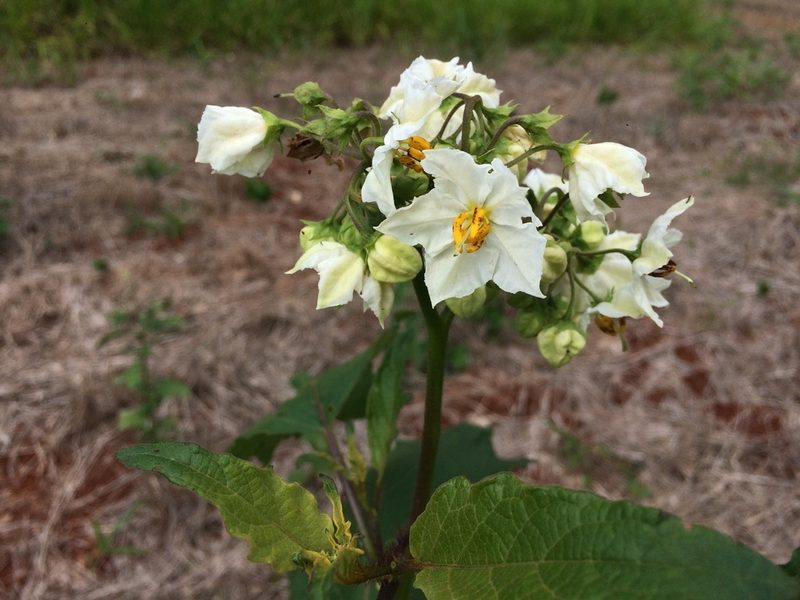 Solanum guaraniticum, photographed by B. Phalan