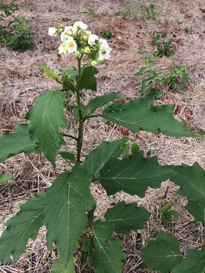 Solanum guaraniticum, photographed by B. Phalan