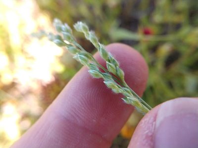 Urochloa ciliatissima, photographed by Cleveland Powell