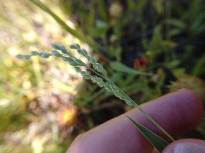 Urochloa ciliatissima, photographed by Cleveland Powell