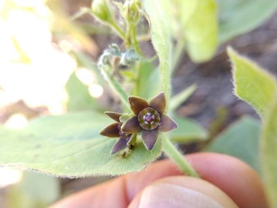 Chthamalia cynanchoides, photographed by Cleveland Powell