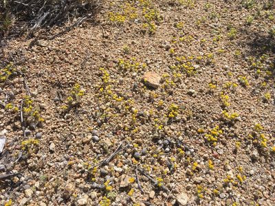 Eriophyllum pringlei, photographed by Steve Matson