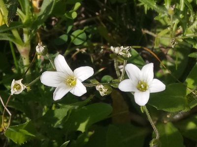 Arenaria cerastioides, photographed by Karim Haddad