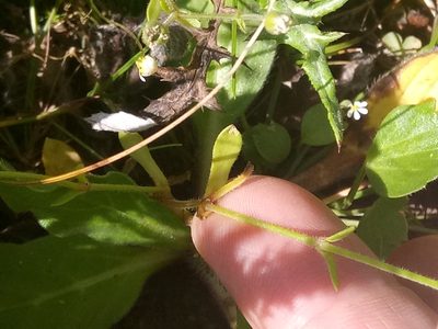 Arenaria cerastioides, photographed by Karim Haddad