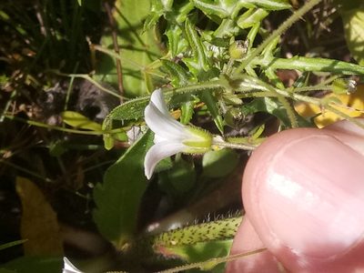 Arenaria cerastioides, photographed by Karim Haddad