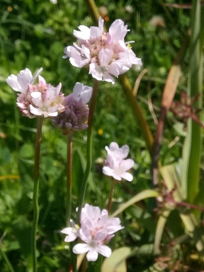 Armeria choulettiana, photographed by Karim Haddad