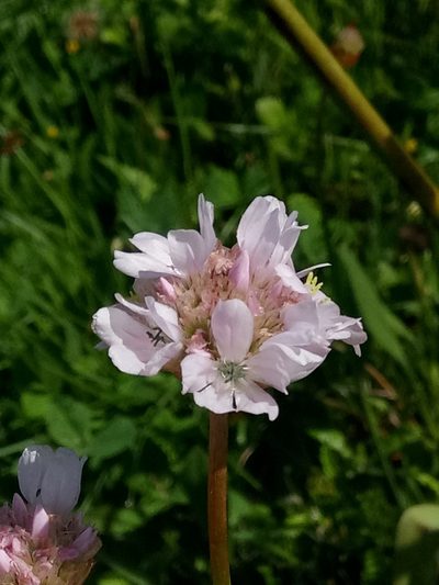 Armeria choulettiana, photographed by Karim Haddad