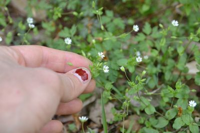 Stellaria neglecta, photographed by Letizia Weichgrebe