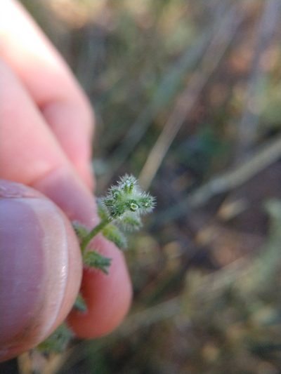 Cryptantha texana, photographed by Cleveland Powell
