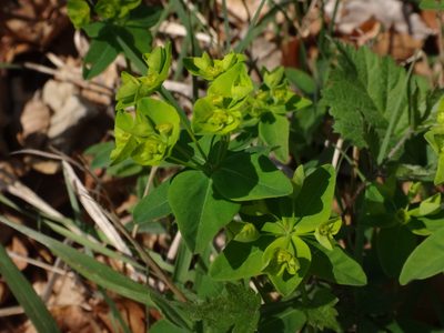 Euphorbia angulata, photographed by Christian Berg