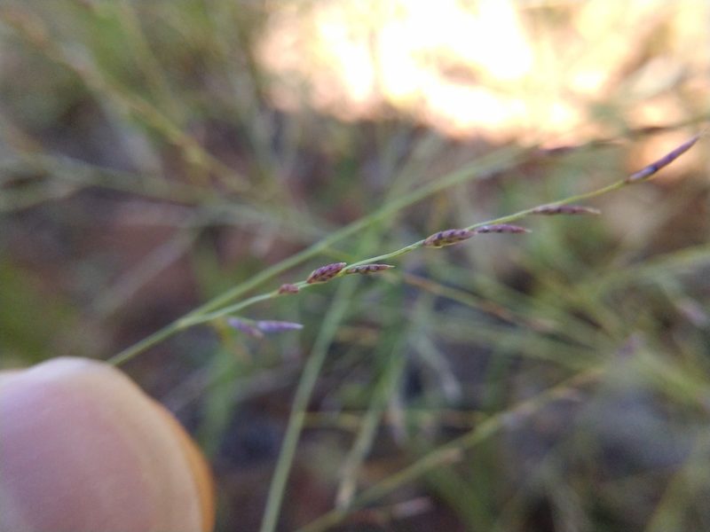 Eragrostis curtipedicellata, photographed by Cleveland Powell