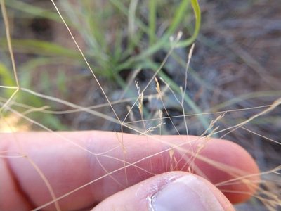 Agrostis hyemalis, photographed by Cleveland Powell
