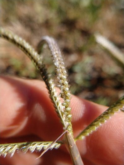 Stapfochloa ciliata, photographed by Cleveland Powell