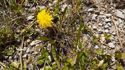 Taraxacum palustre, photographed by Quinten Wiegersma