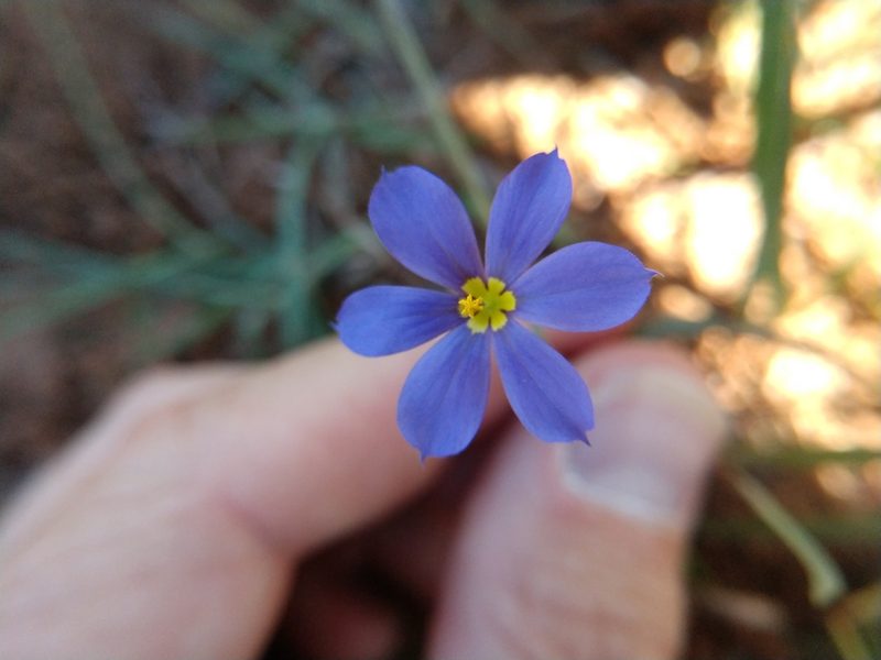 Sisyrinchium ensigerum, photographed by Cleveland Powell