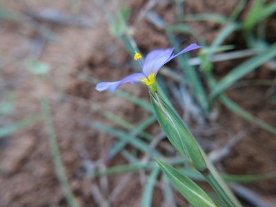 Sisyrinchium ensigerum, photographed by Cleveland Powell