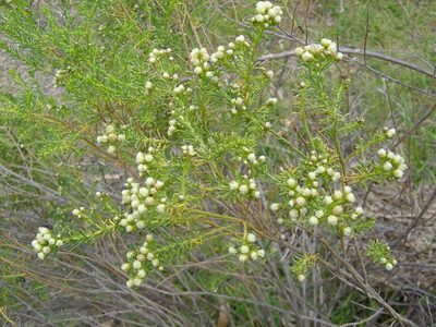 Baccharis boliviensis, photographed by Alfredo F. Fuentes Claros