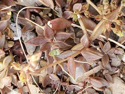 Lenophyllum texanum, photographed by johnyochum