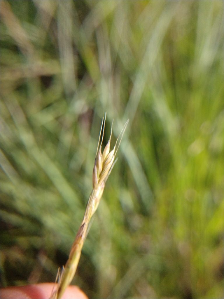 Lolium temulentum, photographed by Cleveland Powell