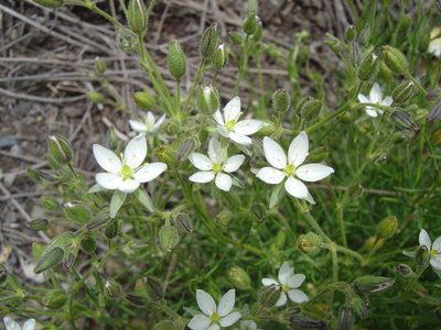 Spergularia pazensis, photographed by Alfredo F. Fuentes Claros