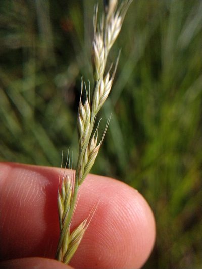 Lolium temulentum, photographed by Cleveland Powell