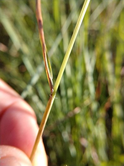Lolium temulentum, photographed by Cleveland Powell