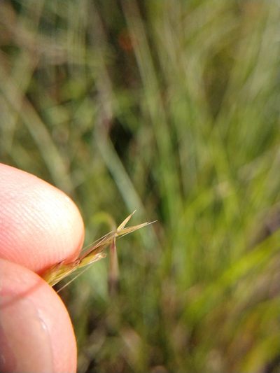 Lolium temulentum, photographed by Cleveland Powell