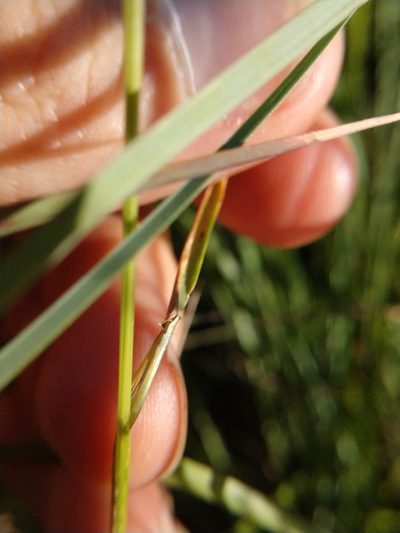 Lolium temulentum, photographed by Cleveland Powell