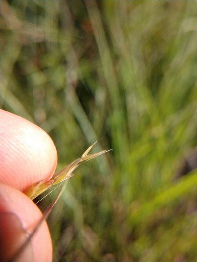 Lolium temulentum, photographed by Cleveland Powell
