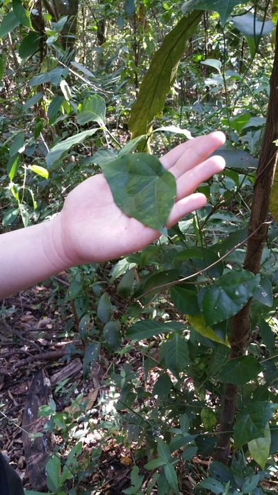 Passiflora megacoriacea, photographed by Julien Tchilinguirian