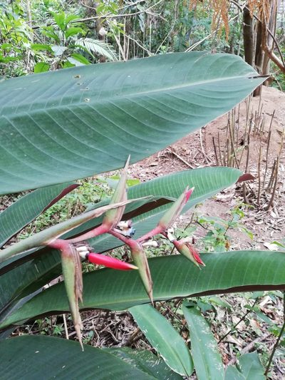 Heliconia metallica, photographed by Carlos Bolaños